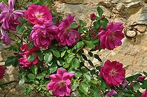 Modern climbing rose, Rosa 'Madame Solvay', flowers