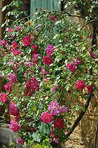 Modern climbing rose, Rosa 'Madame Solvay', flowers