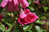 Modern climbing rose, Rosa 'Madame Solvay', flowers