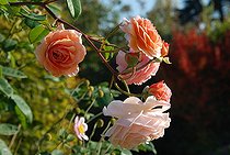 Shrub rose, Rosa moschata 'Cornelia', flowers