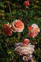 Shrub rose, Rosa moschata 'Cornelia', flowers
