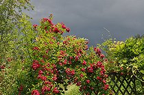 Climbing multiflora rose, Rosa multiflora, in bloom