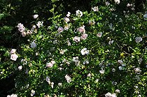 Climbing rose, Rosa 'New Dawn', in bloom