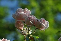 Climbing rose, Rosa 'New Dawn', fleurs