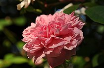 Climbing rose, Rosa x wichuraiana “Paul Transon”, flower