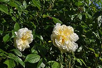 Climbing rose, Rosa 'Albéric Barbier', flowers