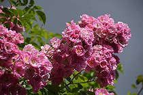 Old rambler, Rosa 'Blush Rambler', flowers