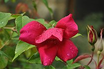 Shrub rose, Red China Rose, Rosa chinensis 'Sanguinea', flower