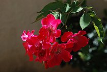 Shrub rose, Rosa 'Eva', flowers