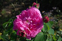 Shrub rose, Rosa 'Pergolese', flower