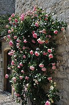 Climbing rose, Rosa 'Pierre de Ronsard', in bloom
