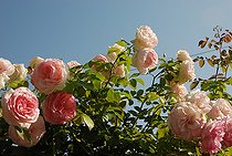 Climbing rose, Rosa 'Pierre de Ronsard', fleurs