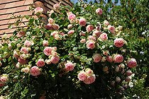 Climbing rose, Rosa 'Pierre de Ronsard', in bloom