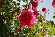 Climbing rose, Rosa 'Pink Cloud', flower