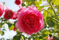 Climbing rose, Rosa 'Pink Cloud', flower
