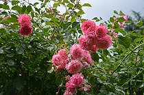 Climbing rose, Rosa 'Pirontina', in bloom