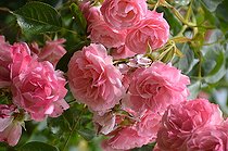 Climbing rose, Rosa 'Pirontina', flowers