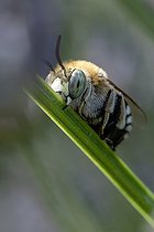 Amegilla (Amegilla sp.) roosting with its mandibles locked onto a lavender stem, Bouches-du-Rhone, France