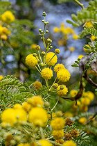 Sweet Thorn (Vachellia karroo) flowering