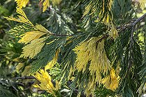 Incense Cedar (Calocedrus decurrens) 'Aureovariegata'