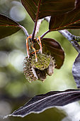 Beechnut cupule of Purple Beech (Fagus sylvatica 'Purpurea Latifolia')