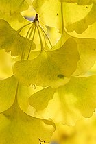 Ginkgo (Ginkgo biloba) leaves in autumn