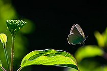 Green Hairstreak (Callophrys rubi) in flight, protected limestone coast of Lorry-Mardigny, Lorraine, France