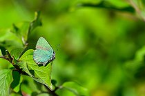 Green Hairstreak (Callophrys rubi) on a leaf, protected limestone coast of Lorry-Mardigny, Lorraine, France