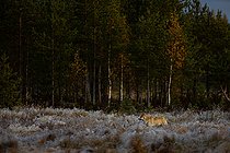 Young Grey wolf (Canis lupus) in the no men's land between Finland and Russia