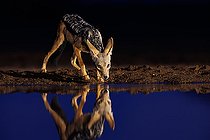 Black-backed jackal (Lupulella mesomelas) drinking from a pond, Shompole wilderness, Shompole Community, Kenya, East Africa, Africa