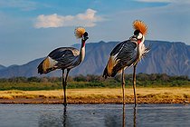 Grey crowned crane (Balearica regulorum), couple near by a waterhole, Shompole wilderness, Shompole Community, Kenya, East Africa, Africa