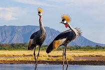 Grey crowned crane (Balearica regulorum), couple near by a waterhole, Shompole wilderness, Shompole Community, Kenya, East Africa, Africa