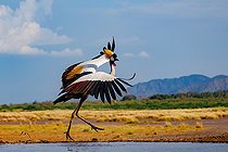 Grey crowned crane (Balearica regulorum), near by a waterhole, Shompole wilderness, Shompole Community, Kenya, East Africa, Africa