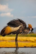 Grey crowned crane (Balearica regulorum), near by a waterhole, Shompole wilderness, Shompole Community, Kenya, East Africa, Africa