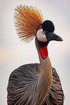 Grey crowned crane (Balearica regulorum), near by a waterhole, Shompole wilderness, Shompole Community, Kenya, East Africa, Africa