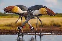 Grey crowned crane (Balearica regulorum), couple near by a waterhole, Shompole wilderness, Shompole Community, Kenya, East Africa, Africa