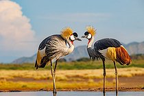 Grey crowned crane (Balearica regulorum), couple near by a waterhole, Shompole wilderness, Shompole Community, Kenya, East Africa, Africa
