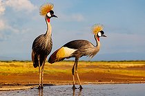Grey crowned crane (Balearica regulorum), couple near by a waterhole, Shompole wilderness, Shompole Community, Kenya, East Africa, Africa