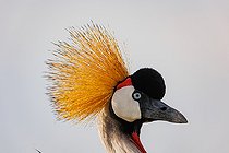 Grey crowned crane (Balearica regulorum), near by a waterhole, Shompole wilderness, Shompole Community, Kenya, East Africa, Africa