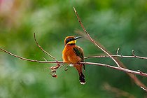 Cinnamon-chested bee-eater (Merops oreobates), perched on a rod, Shompole wilderness, Shompole Community, Kenya, East Africa, Africa
