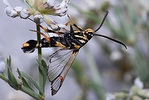 Clearwing moth (Synanthedon codeti), Mont Ventoux, Provence, France