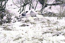 Red crowned Crane (Grus japonensis) pair in flight in winter, Hokkaido, Japan