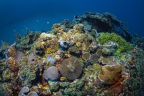 Chira Gourd reef off Sada. Resilient coral reef weakened by the 2024 bleaching event, Mayotte