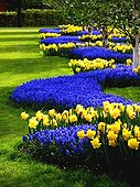 Numerous Blue Grape-Hyacinth Hyacinth, Numerous Yellow Daffodil