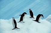 Antarctica;Wiencke Island;Port Lockroy - Gentoo penguins (Pygoscelis papua) on sea-ice with cruise ship beyond