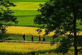 Arakan, Vesali, rice fields