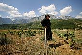 Mrs. Vita Peci looks after her son's vineyard while he works in Greece, just few kilometers far away, Iljare, Valley of Permet, Albania
