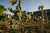 Debin grapes near Suk, Province of Permet, Albania