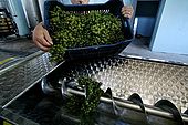 First grapes to be processed at the recently built wine cellar of Iljare, Valley of Permet, Albania