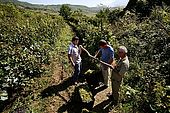 Weighting grapes during the harvest, Valley of Permet, Albania